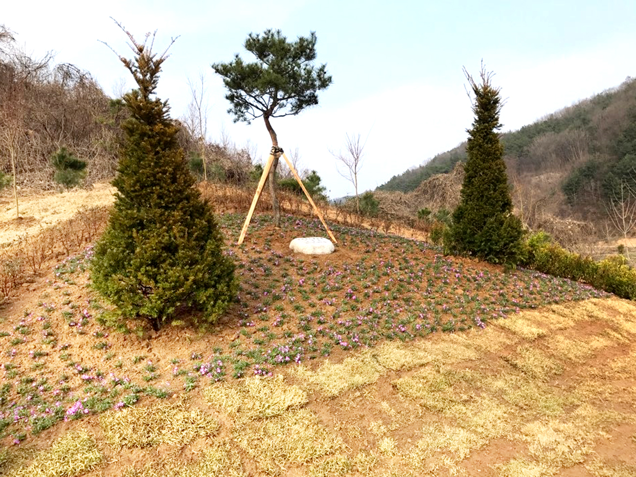 가족수목장 조성