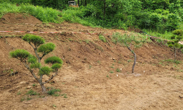 개인수목장