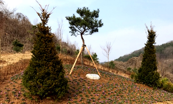 개인수목장